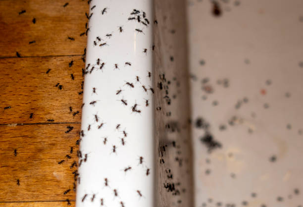 Best Cockroach Control Services  in Red Hill, PA