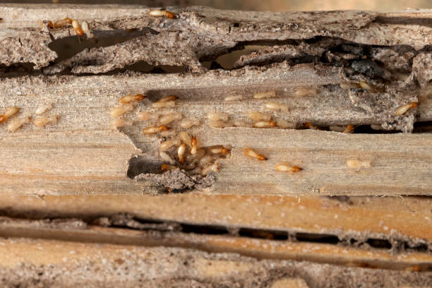 Best Best Pest Control Companies  in Red Hill, PA